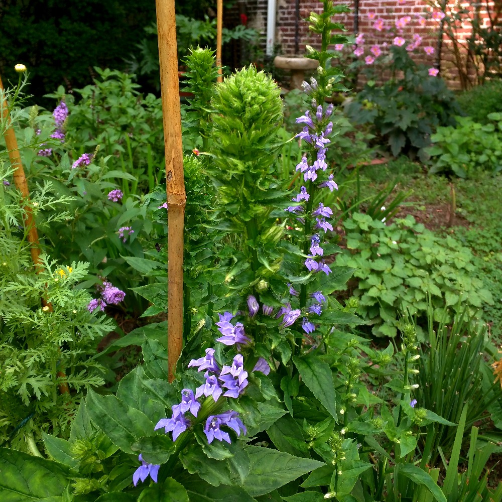 Meet your Posher, Shaun